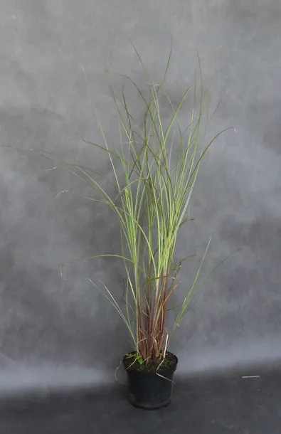 miskant-chinski-morning-light-miscanthus-sinensis-morning-light-rodzaj-rosliny-inny-stan-nowy