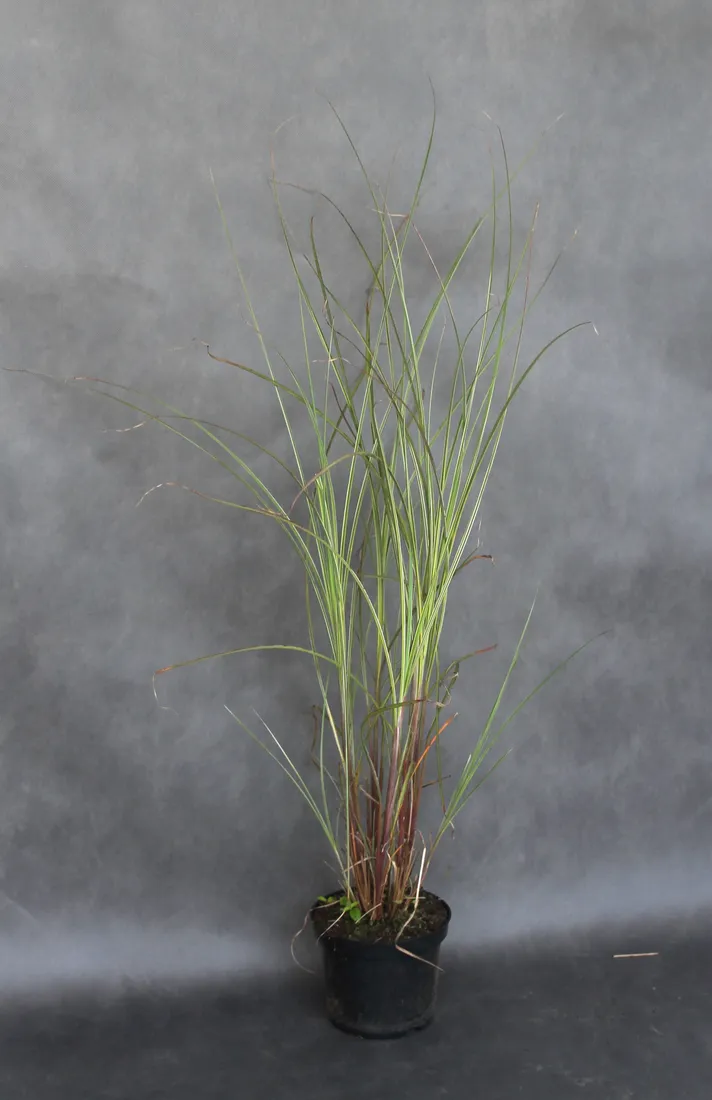 miskant-chinski-morning-light-miscanthus-sinensis-morning-light-rodzaj-rosliny-inny