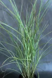miskant-chinski-morning-light-miscanthus-sinensis-morning-light-rodzaj-rosliny-inny-kod-producenta-pl-24-03-135