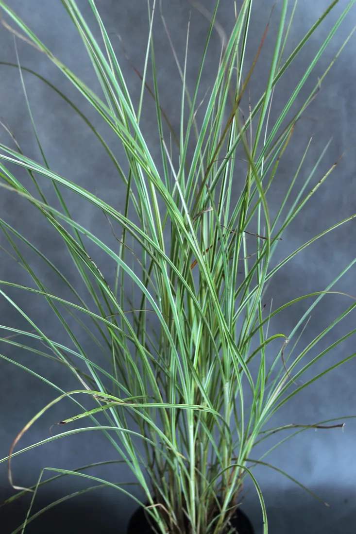 miskant-chinski-morning-light-miscanthus-sinensis-morning-light