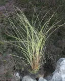 miskant-chinski-morning-light-miscanthus-sinensis-morning-light-rodzaj-rosliny-inny-producent-inna