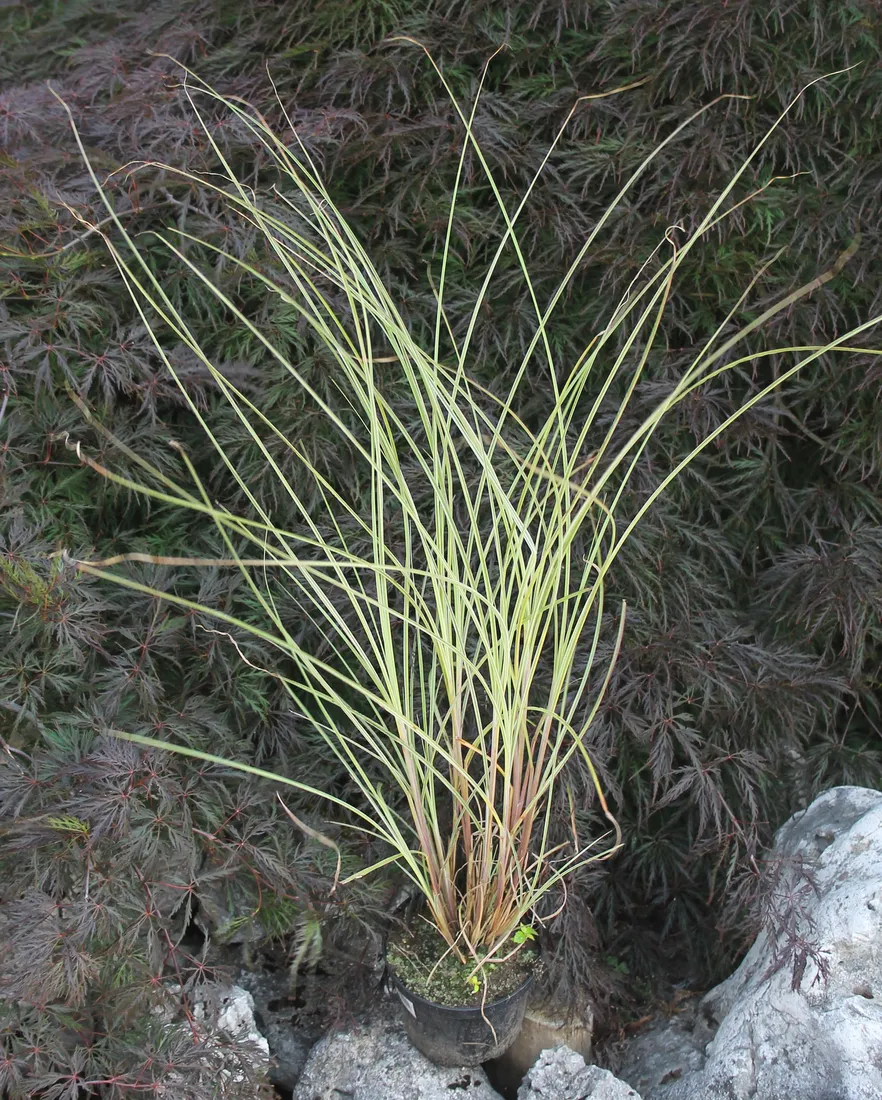 miskant-chinski-morning-light-miscanthus-sinensis-morning-light-rodzaj-rosliny-inny