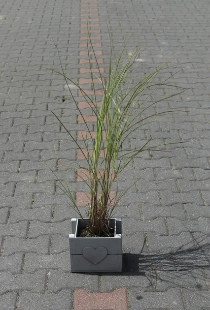 miskant-chinski-morning-light-miscanthus-sinensis-morning-light-rodzaj-rosliny-inny-nazwa-lacinska-miscanthus-sinensis
