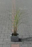miskant-chinski-morning-light-miscanthus-sinensis-morning-light-rodzaj-rosliny-inny-nazwa-lacinska-miscanthus-sinensis