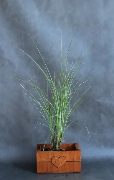 miskant-chinski-morning-light-miscanthus-sinensis-morning-light-rodzaj-rosliny-inny-produkt-wprowadzony-do-obrotu-na-terenie-ue-przed-13-12-2024-tak