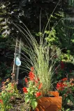 miskant-chinski-morning-light-miscanthus-sinensis-morning-light-kod-produktu-5907803494119-rodzaj-rosliny-inny