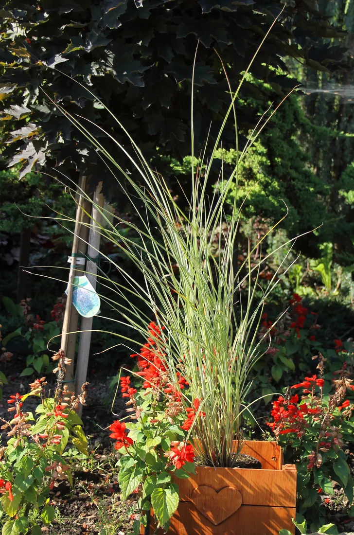 miskant-chinski-morning-light-miscanthus-sinensis-morning-light