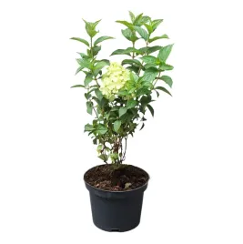 hortensja-bukietowa-petite-cherry-hydrangea-paniculata-petite-cherry