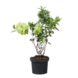hortensja-bukietowa-petite-flori-hydrangea-paniculata-petite-flori