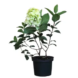 hortensja-bukietowa-petite-lantern-hydrangea-paniculata-petite-lantern