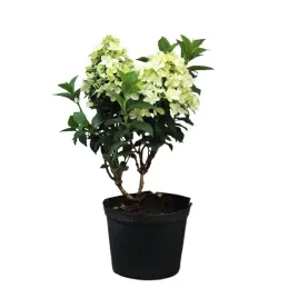 hortensja-bukietowa-petite-star-hydrangea-paniculata-petite-star