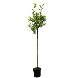 wierzba-kurome-salix-kurome