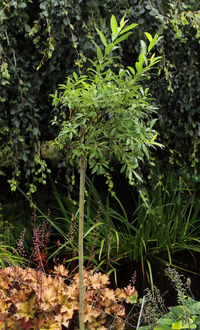 wierzba-kurome-salix-kurome-rodzaj-rosliny-wierzby