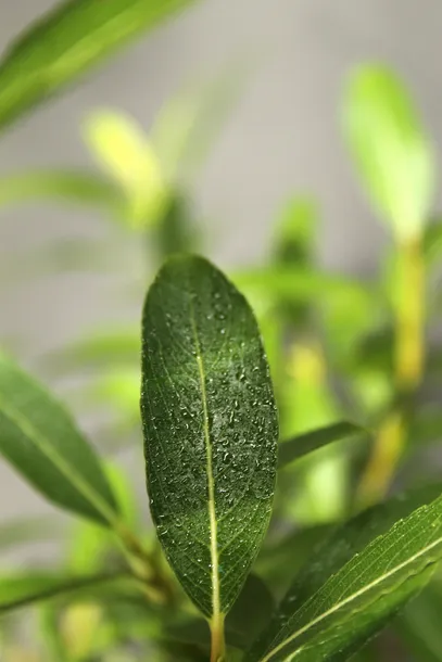 wierzba-kurome-salix-kurome-stan-nowy