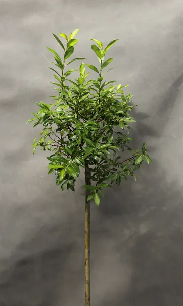 wierzba-kurome-salix-kurome-kod-producenta-pl-24-03-135