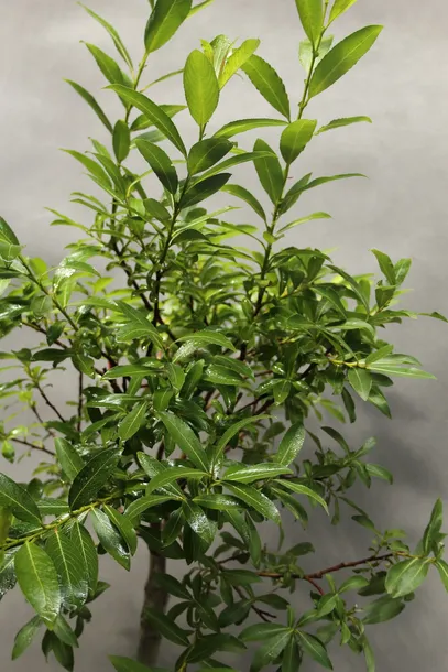 wierzba-kurome-salix-kurome-producent-inna