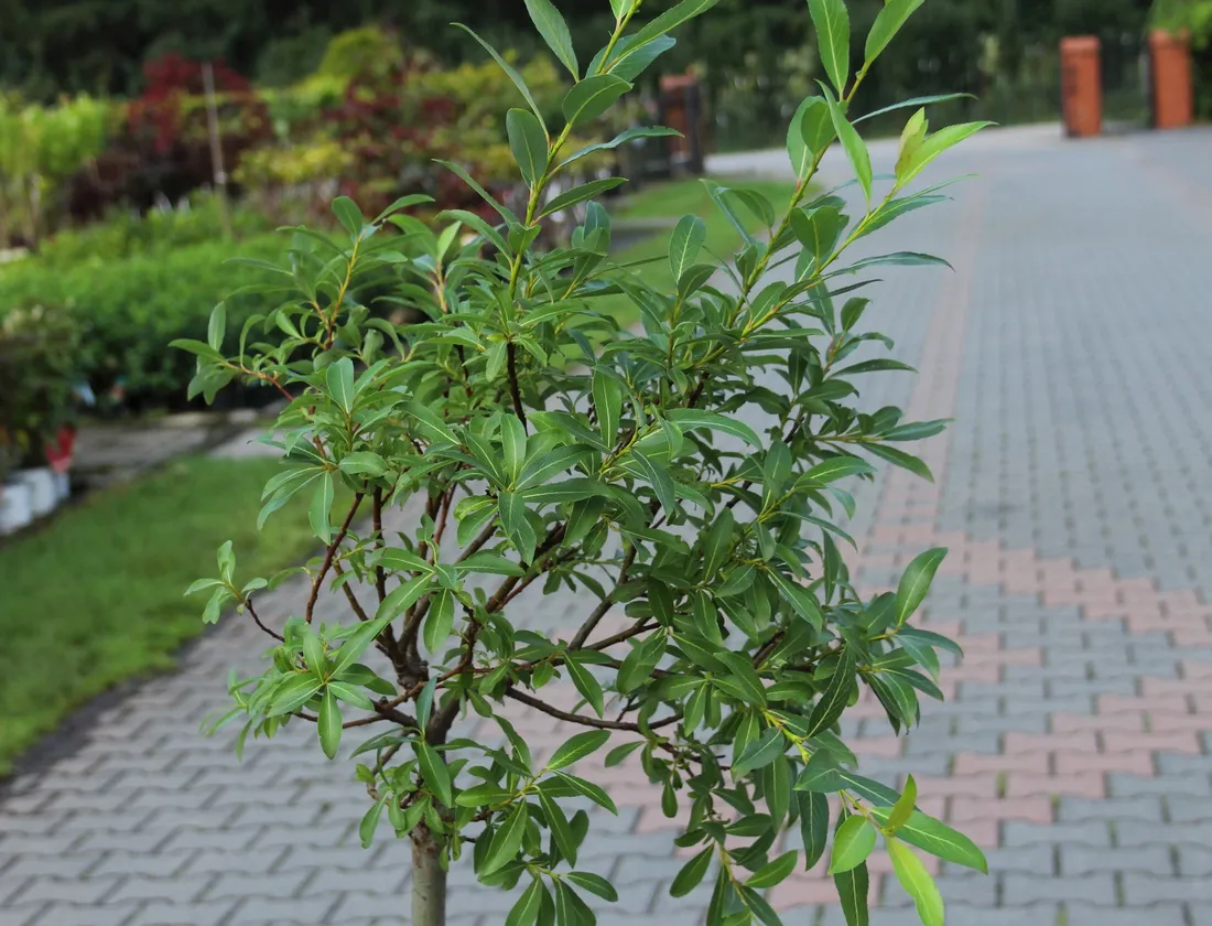 wierzba-kurome-salix-kurome-rodzaj-rosliny-wierzby