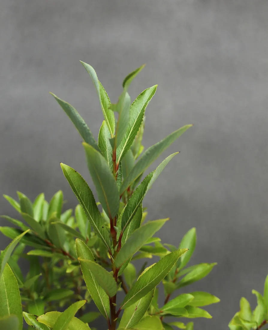 wierzba-kurome-salix-kurome-rodzaj-rosliny-wierzby