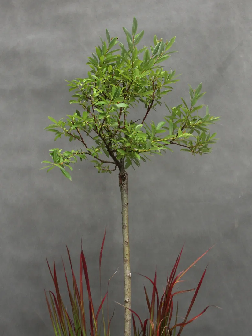 wierzba-kurome-salix-kurome