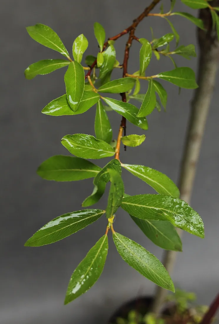 wierzba-kurome-salix-kurome-rodzaj-rosliny-wierzby