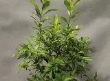 wierzba-kurome-salix-kurome-rodzaj-rosliny-wierzby-kod-producenta-pl-24-03-135