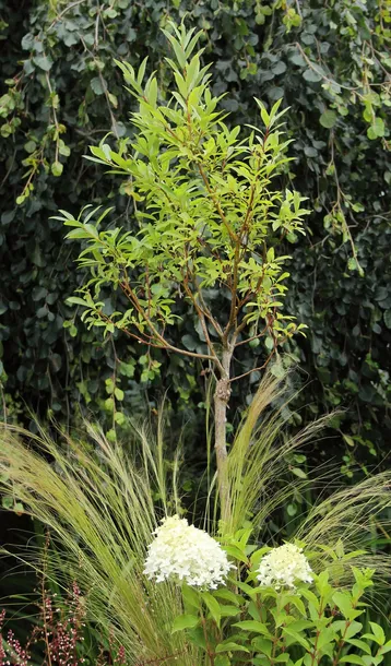 wierzba-kurome-salix-kurome-rodzaj-rosliny-wierzby-producent-inna