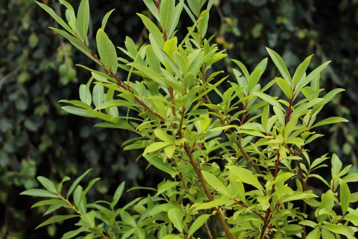 wierzba-kurome-salix-kurome-rodzaj-rosliny-wierzby-nazwa-lacinska-salix