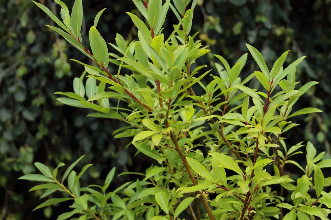 wierzba-kurome-salix-kurome