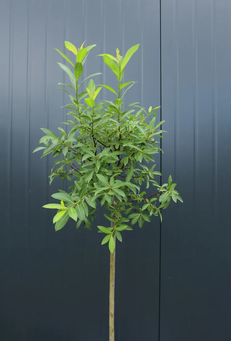 wierzba-kurome-salix-kurome-rodzaj-rosliny-wierzby