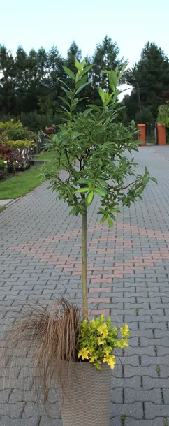 wierzba-kurome-salix-kurome-kod-produktu-5907803499206-rodzaj-rosliny-wierzby