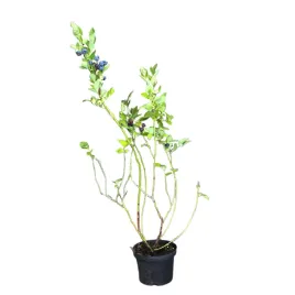 borowka-wysoka-bluegold-vaccinium-corymbosum-bluegold