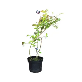 borowka-wysoka-bluecrop-vaccinium-corymbosum-bluecrop
