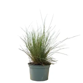 kostrzewa-sina-festuca-glauca