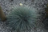 kostrzewa-sina-festuca-glauca-kolor-kwiatow-inny-kolor