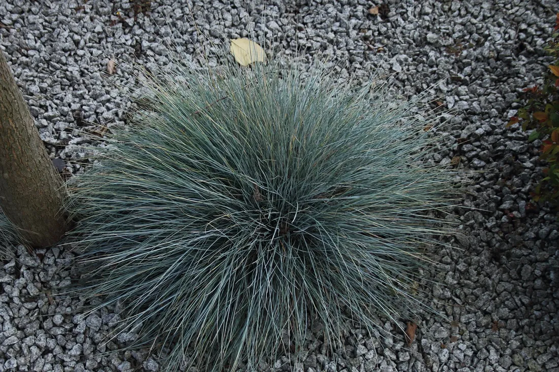 kostrzewa-sina-festuca-glauca-kolor-kwiatow-inny-kolor