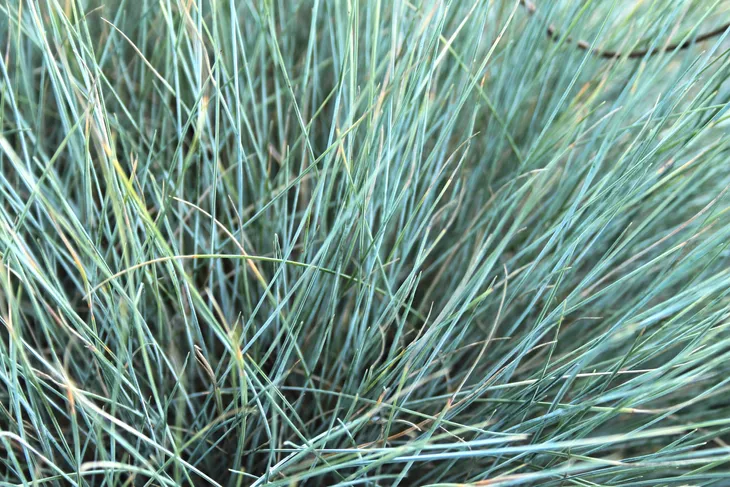 kostrzewa-sina-festuca-glauca-wysokosc-sadzonki-15-20-cm