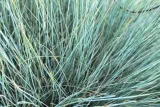 kostrzewa-sina-festuca-glauca-wysokosc-sadzonki-15-20-cm