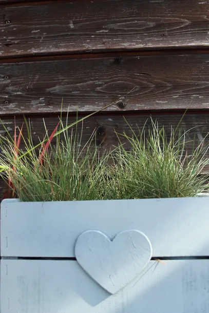 kostrzewa-sina-festuca-glauca-kod-produktu-5903794204249