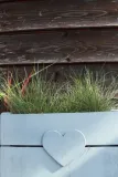 kostrzewa-sina-festuca-glauca-kod-produktu-5903794204249