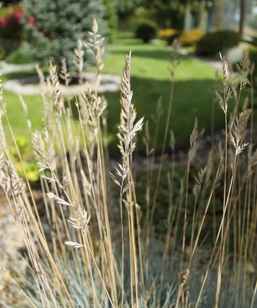 kostrzewa-sina-festuca-glauca-stan-nowy