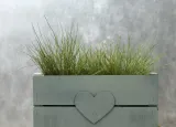 kostrzewa-sina-festuca-glauca-kod-producenta-pl-24-03-135