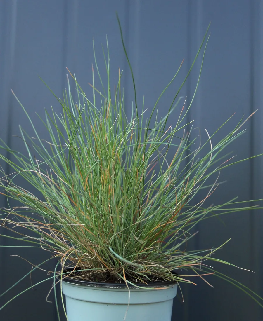 kostrzewa-sina-festuca-glauca-kolor-kwiatow-inny-kolor