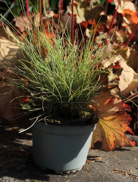 kostrzewa-sina-festuca-glauca-produkt-wprowadzony-do-obrotu-na-terenie-ue-przed-13-12-2024-tak