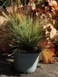 kostrzewa-sina-festuca-glauca-produkt-wprowadzony-do-obrotu-na-terenie-ue-przed-13-12-2024-tak