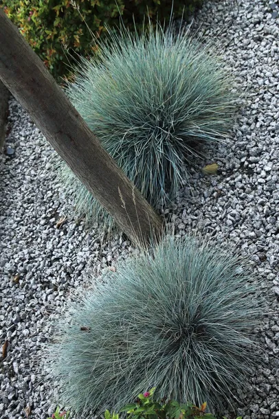 kostrzewa-sina-festuca-glauca-kolor-kwiatow-inny-kolor-rodzaj-rosliny-inny