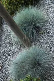 kostrzewa-sina-festuca-glauca-kolor-kwiatow-inny-kolor-rodzaj-rosliny-inny