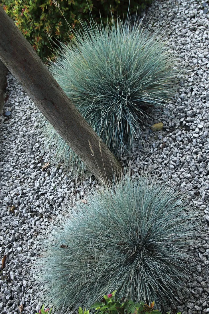 kostrzewa-sina-festuca-glauca