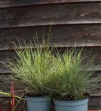 kostrzewa-sina-festuca-glauca-kolor-kwiatow-inny-kolor-wysokosc-sadzonki-15-20-cm