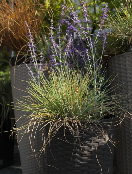 kostrzewa-sina-festuca-glauca-kolor-kwiatow-inny-kolor-kod-produktu-5903794204249