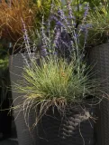 kostrzewa-sina-festuca-glauca-kolor-kwiatow-inny-kolor-kod-produktu-5903794204249